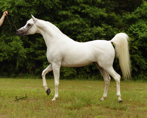 Ansata Halim Shah ( *Ansata Ibn Halima x Ansata Rosetta )